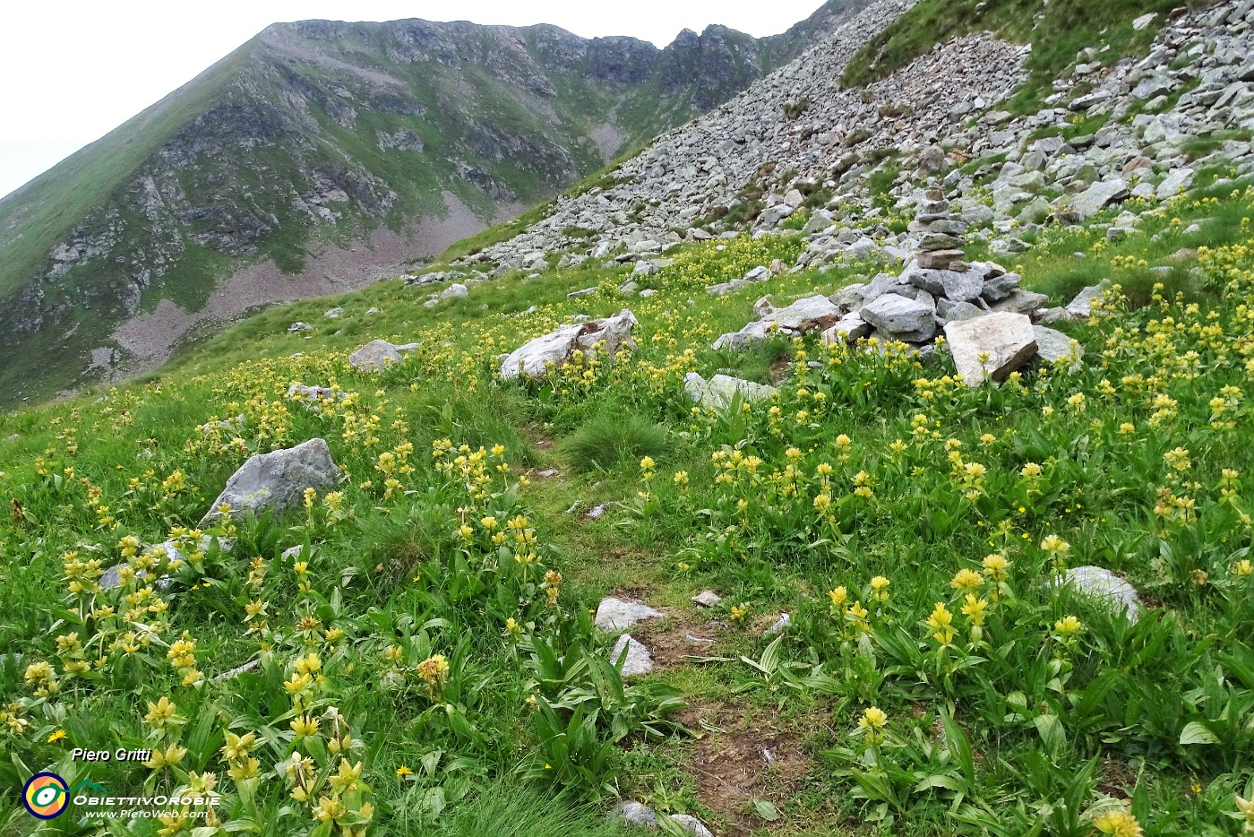 66 Genziana punteggiata (Gentiana Punctata).JPG